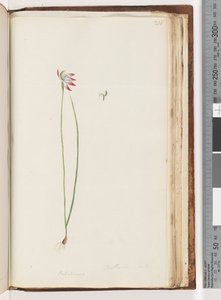 Pagina 210. Arethusa certe? / Caladenia door Unknown artist