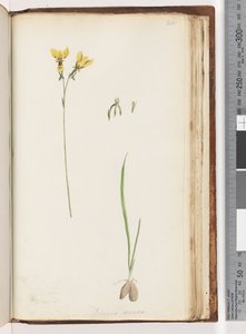Pagina 211. Vorm van Diuris aurea / Gouden Ezel Orchidee door Unknown artist