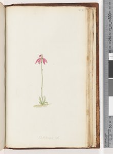 Pagina 212. Caladenia sp door Unknown artist