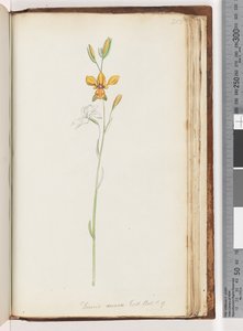 Pagina 213. Diuris aurea. Exot. Bot. t. 9. Gouden ezelorchidee