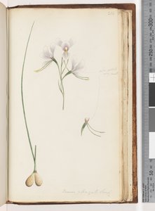 Pagina 214. Diuris elongata Saracty? Paarse Ezel Orchidee door Unknown