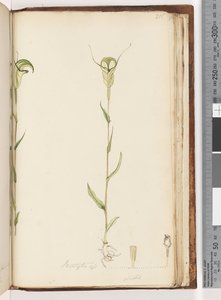 Pagina 215. Pterostylis op / viridis door Unknown artist