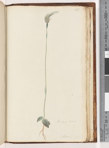 Pagina 216. Pterostylis nutans? door Unknown artist