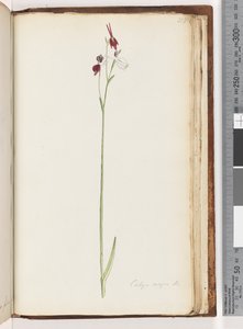 Pagina 218. Caleya major Br. Vliegende Eend Orchidee door Unknown artist