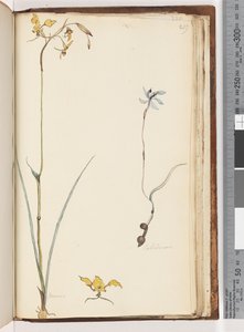 Pagina 219. Caladenia / Diuris twee planten door Unknown artist