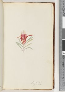Pagina 21. Lambertia formosa / Mountain Devil door Unknown artist