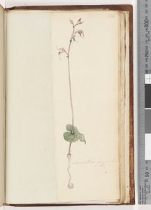 Pagina 221. Acianthus fornicatus Br Pixie Caps door Unknown artist