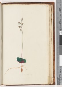 Pagina 222. Acianthus sp door Unknown artist
