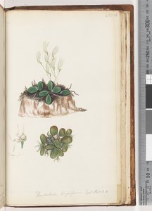 Pagina 223. Dendrobium linguiforme Exot. Bot. t. 11 Tongorchidee door Unknown artist