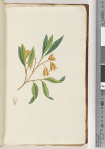 Pagina 22. Onbekende plant door Unknown artist