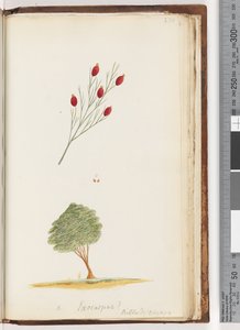 Pagina 230. Exocarpus? Billard: reis, De Kers van Nieuw-Zuid-Wales door Unknown