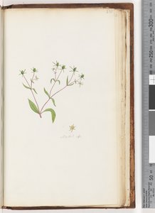Pagina 231. Madia sp door Unknown artist