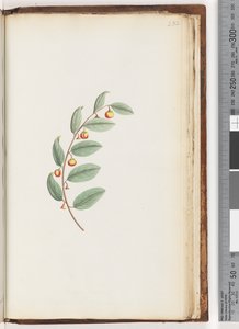 Pagina 232. Ongeïdentificeerde plant door Unknown artist