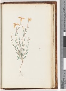 Pagina 233. Ongeïdentificeerde plant door Unknown