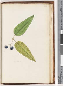 Pagina 234. Smilax sp Zoete Sarsaparilla door Unknown artist
