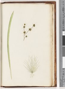 Pagina 234a. 1/4 Ongeïdentificeerde plant door Unknown artist