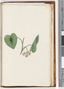 Pagina 235. Onbekende plant door Unknown artist