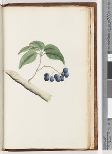 Pagina 236. Ongeïdentificeerde plant