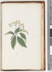 Pagina 237. Onbekende plant door Unknown artist