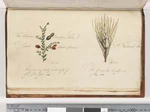 Pagina 238. Ongeïdentificeerde plant door Unknown artist