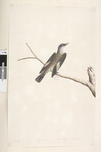 Pagina 23. Mei, natuurlijke grootte, iris & tong twijfelachtig Bruine Boomkruiper Climacterus picumnus, 1791-92