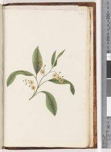 Pagina 240. Onbekende plant door Unknown artist