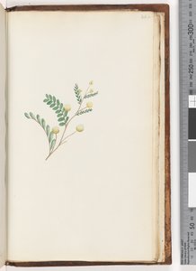 Pagina 242. Ongeïdentificeerde plant door Unknown artist
