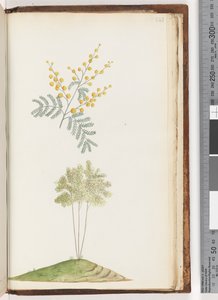 Pagina 243. Naamloze bloeiende plant door Unknown artist