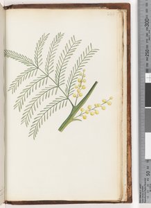 Pagina 244. Ongeïdentificeerde plant