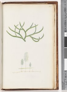 Pagina 245. Geen inscriptie, onbekende plant door Unknown artist