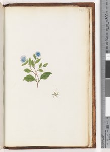 Pagina 246. Ongeïdentificeerde plant door Unknown