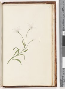 Pagina 247. Ongeïdentificeerde plant door Unknown artist