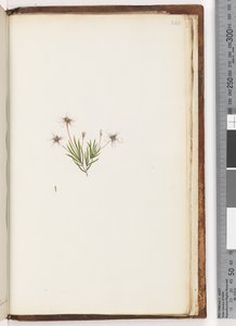 Pagina 248. Ongeïdentificeerde plant door Unknown