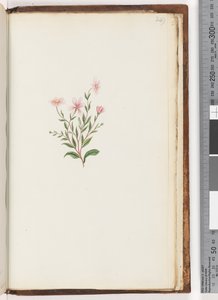 Pagina 249. Onbekende plant door Unknown artist
