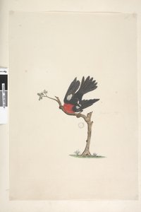 Pagina 24. Natuurlijke grootte Scharlaken Roodborstje Petroica multicolor, mannetje, Norfolk Island, 1791-92