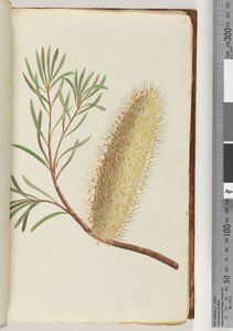 Pagina 24. Naamloze bloeiende plant