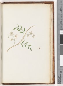 Pagina 251. Ongeïdentificeerde plant door Unknown artist