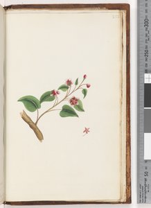 Pagina 252. Ongeïdentificeerde plant
