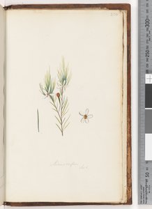Pagina 254. Ricinocarpus / ?? door Unknown artist