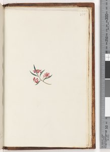 Pagina 255. Onbekende plant door Unknown artist