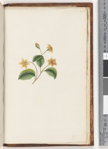 Pagina 256. Ongeïdentificeerde plant