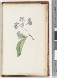 Pagina 256a. Naamloze plant door Unknown artist