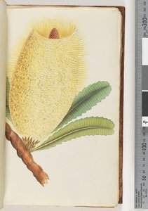 Pagina 25. Onbekende plant