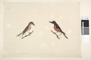 Pagina 26. Twee vogels van Norfolk Island door Unknown artist