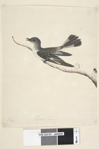 Pagina 27. Mei. Natuurlijke grootte Gehoede Robin, vrouwtje Melanodryas cucullata