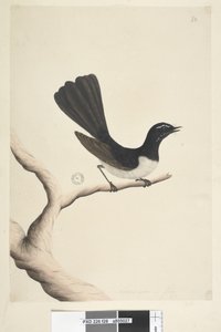 Pagina 28. Natuurlijke grootte, Juli Willie Wagtail Rhipidura leucophrys, 1791-92 door Unknown artist