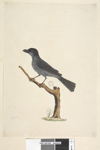 Pagina 29. Merel Norfolk Island Merel? Aplonis fuscus, mannetje, 1791-92 door Unknown artist