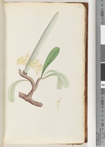 Pagina 29. Kust Banksia door Unknown artist