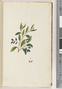 Ongeïdentificeerde plant door Unknown artist