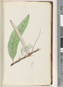 Pagina 30. Plant, een Banksia door Unknown artist